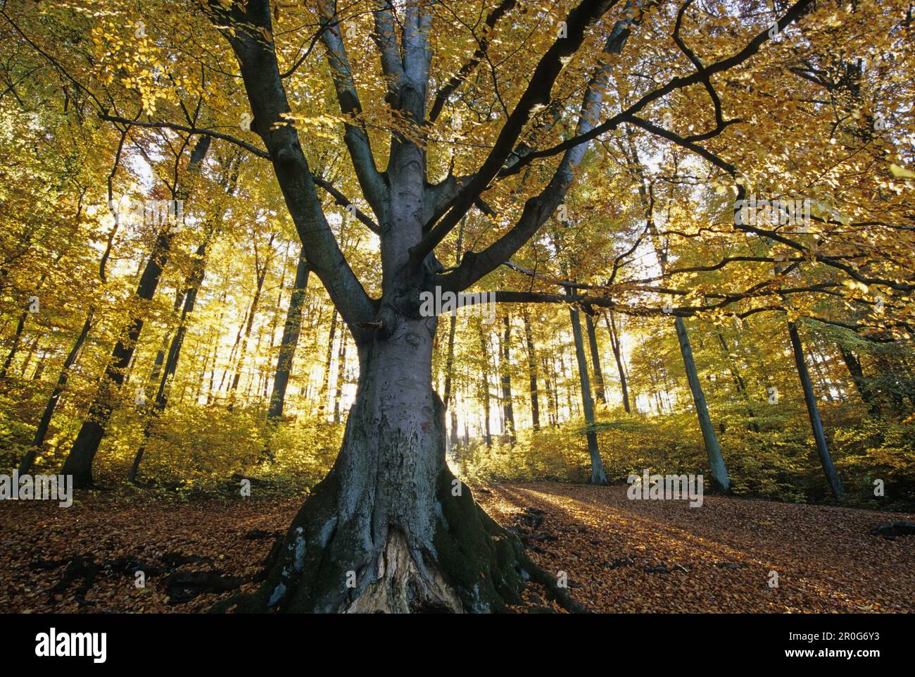 Old beech tree at Pulvermaar near Gillenfeld, Eifel, Rhineland Palatinate, Germany Stock Photo