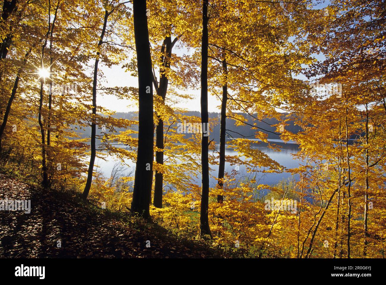 View through beech wood to Pulvermaar near Gillenfeld, Eifel, Rhineland Palatinate, Germany Stock Photo