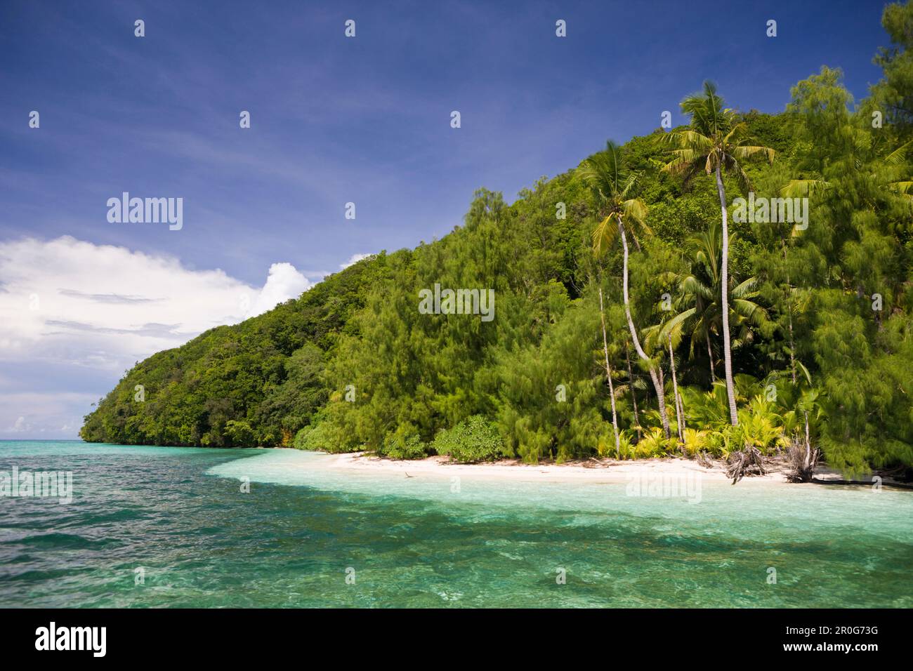 Palm-lined Beach at Palau, Micronesia, Palau Stock Photo