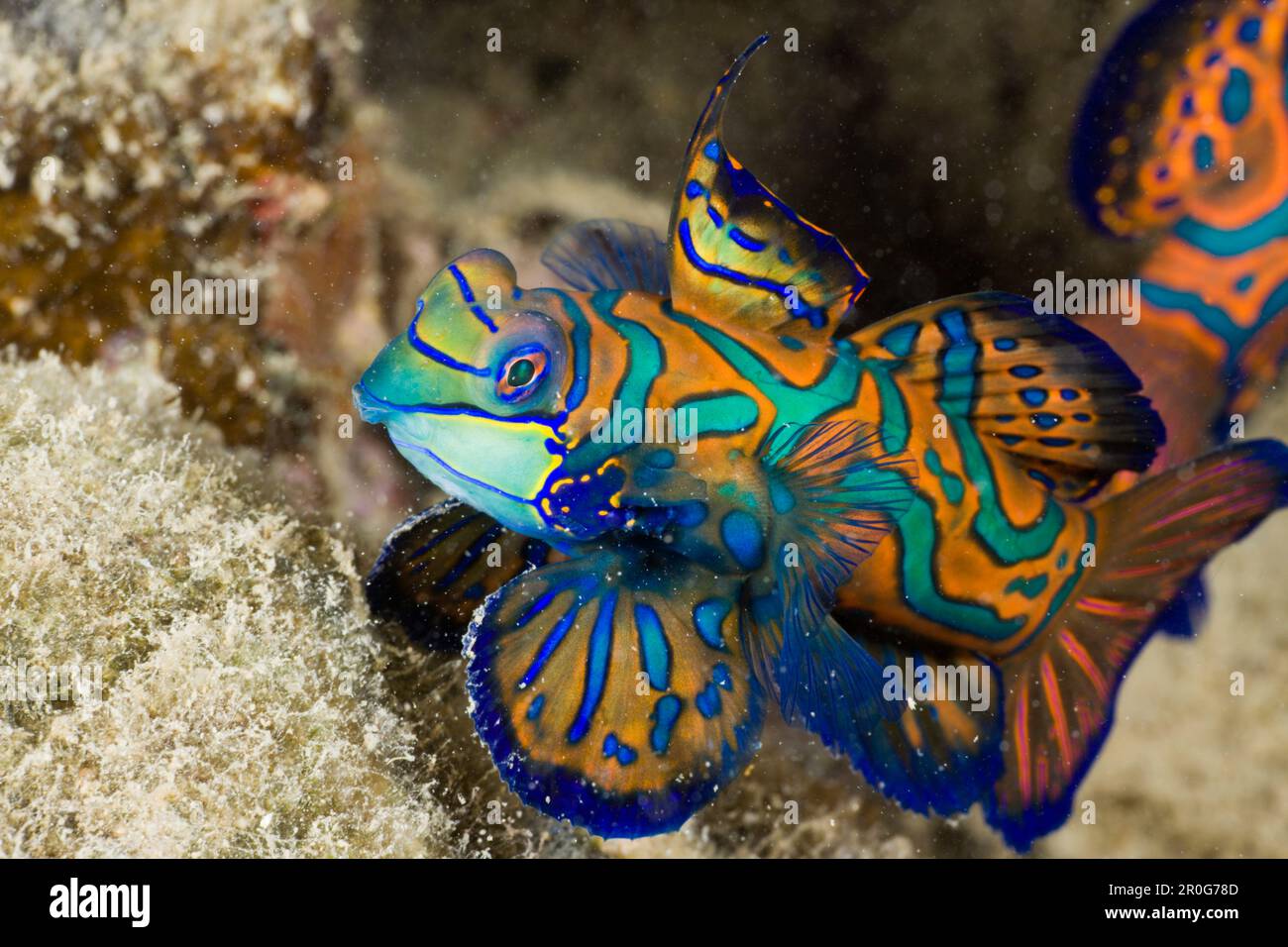 Mandarinfish, Syhchiropus splendidus, Micronesia, Palau Stock Photo