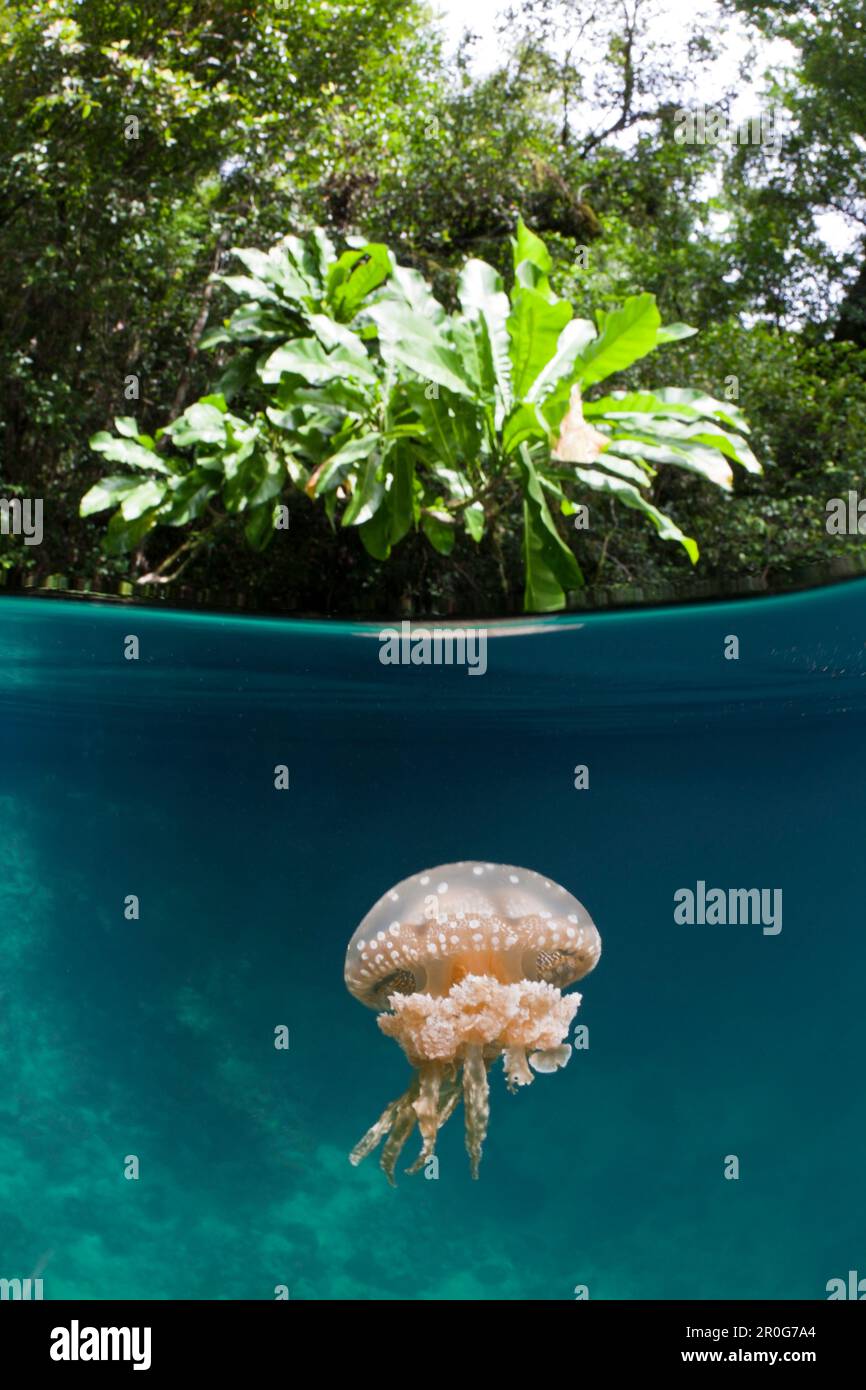Mastigias Jellyfish, Matigias papua, Risong Bay, Micronesia, Palau Stock Photo