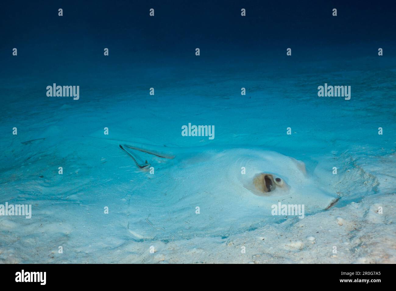 Feathertail Sting Ray, Pastinachus sephen, German Channel, Micronesia, Palau Stock Photo