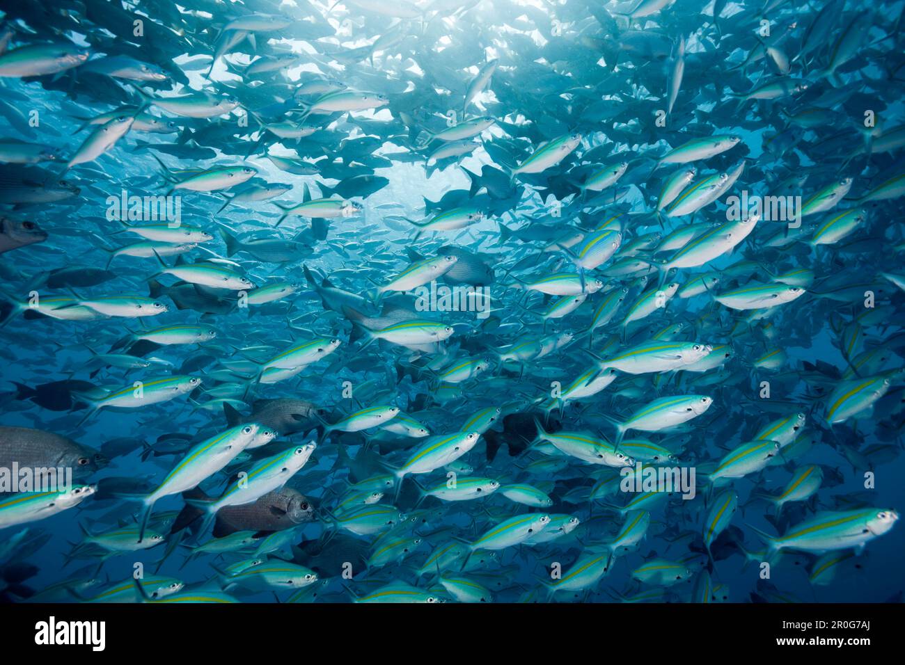 Schooling Rudderfish and Gold-banded Fusiliers, Kyphosus cinerascens, Caesio caerulaurea, German Channel, Micronesia, Palau Stock Photo