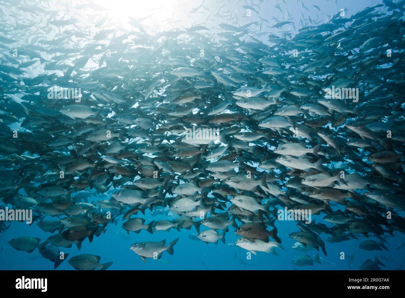 Shoal of Rudderfish, Kyphosus cinerascens, German Channel, Micronesia, Palau Stock Photo