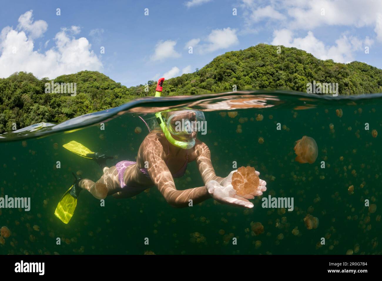 Swimming with Jellyfishes, Mastigias papua etpisonii, Jellyfish Lake, Micronesia, Palau Stock Photo