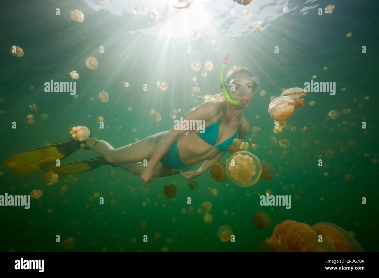 Swimming with harmless Jellyfishes, Mastigias papua etpisonii, Jellyfish Lake, Micronesia, Palau Stock Photo