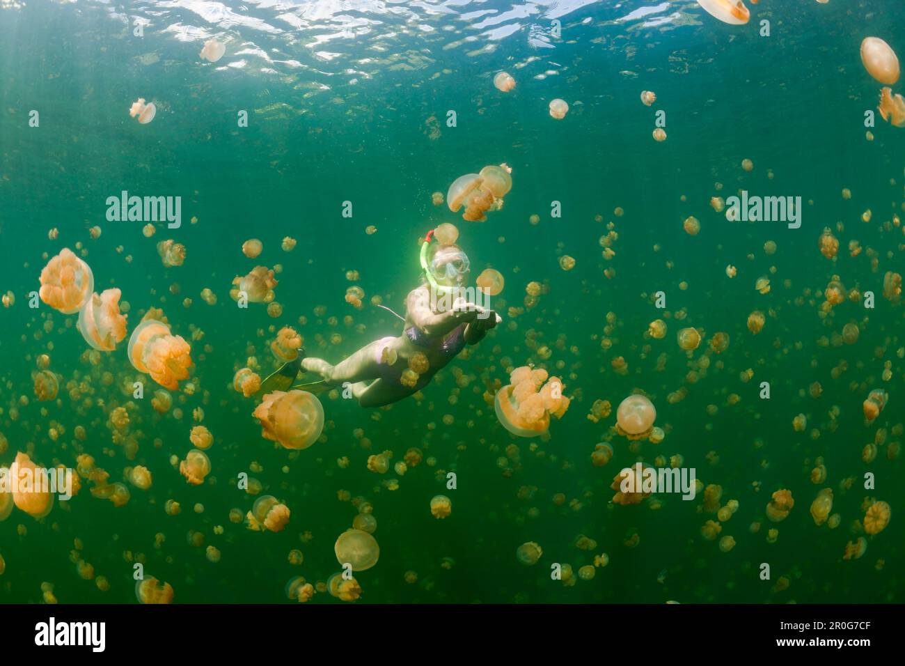 Swimming with harmless Jellyfishes, Mastigias papua etpisonii, Jellyfish Lake, Micronesia, Palau Stock Photo