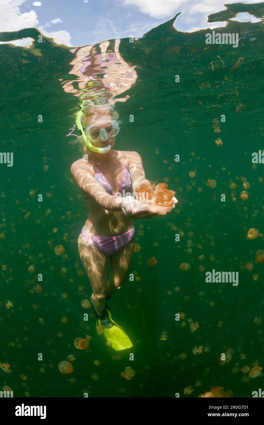 Skin Diving with harmless Jellyfish, Mastigias papua etpisonii, Jellyfish Lake, Micronesia, Palau Stock Photo