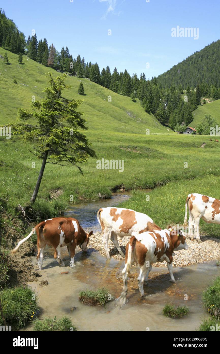 Young cattle crossing the Arz Stream, Arzmoos, Sudelfeld, Bavaria, Germany Stock Photo