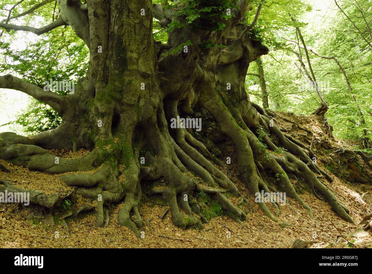 Two large beech trees with protruding roots, valley of Muggio, Ticino, Switzerland Stock Photo