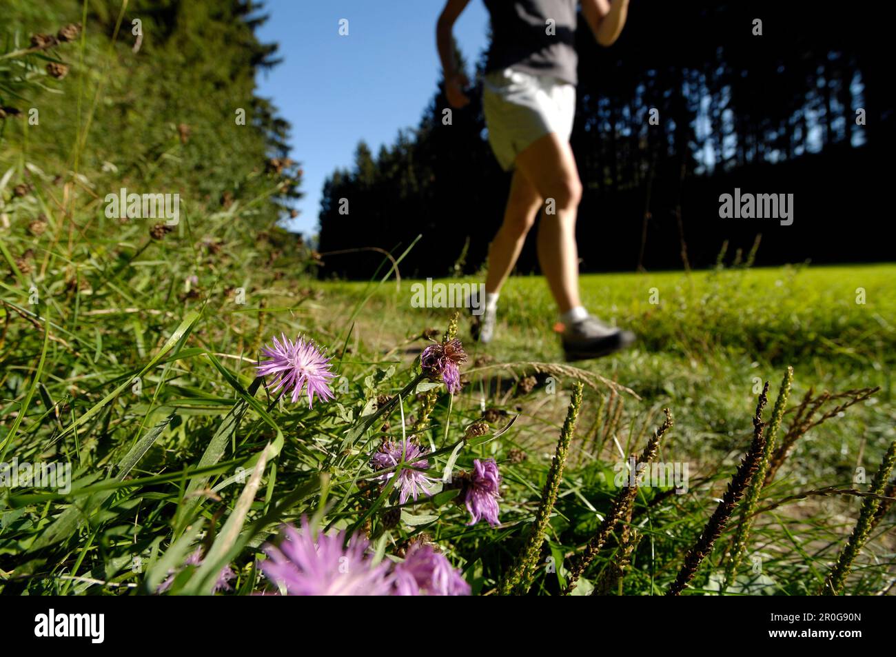 Woman jogging on a meadow in the sunlight, Franconian Switzerland, Bavaria, Germany, Europe Stock Photo