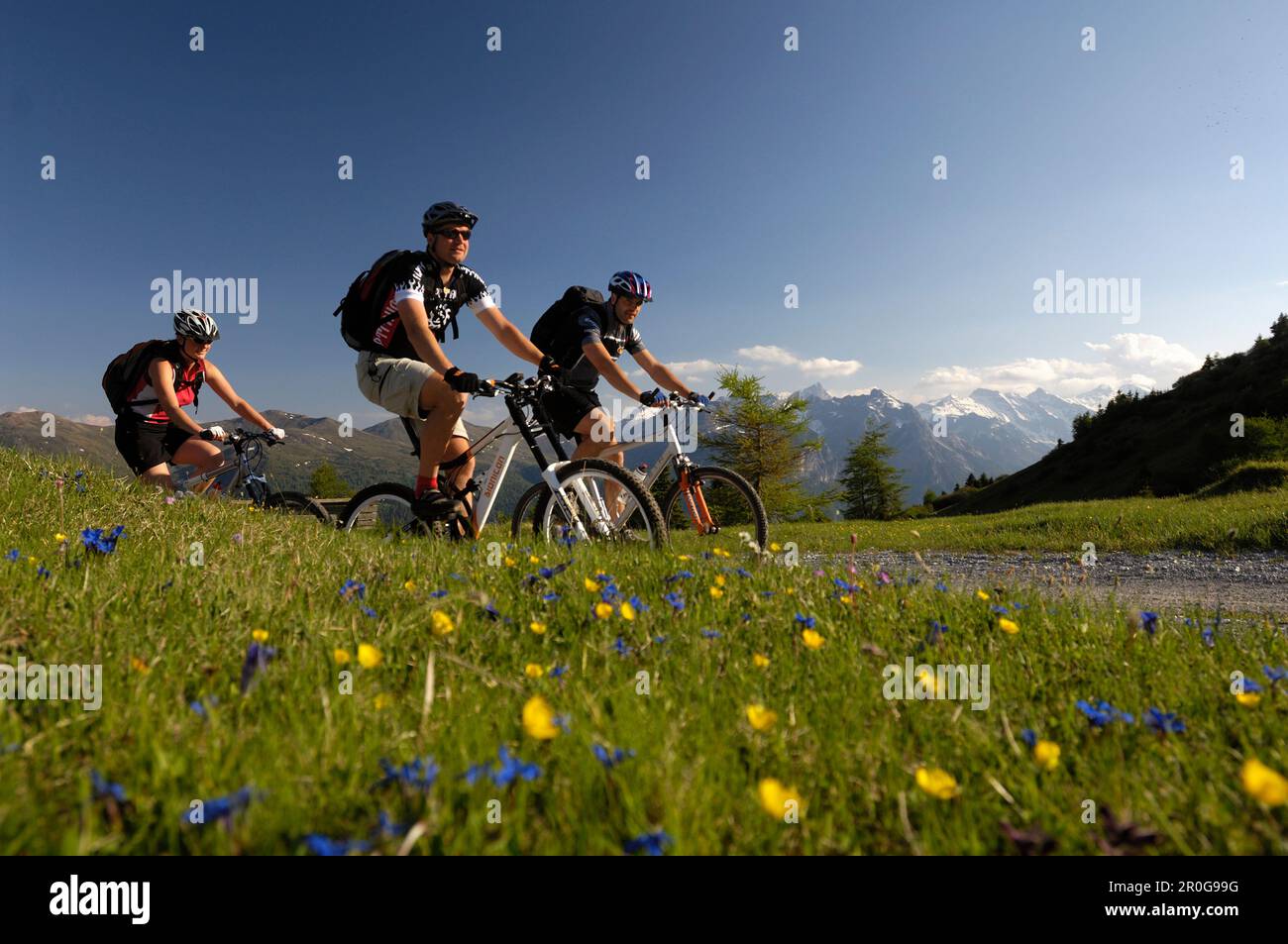 Three people on a mountain bike tour near Blaser, near Steinach am Brenner, Wipptal, Tyrol, Austria Stock Photo