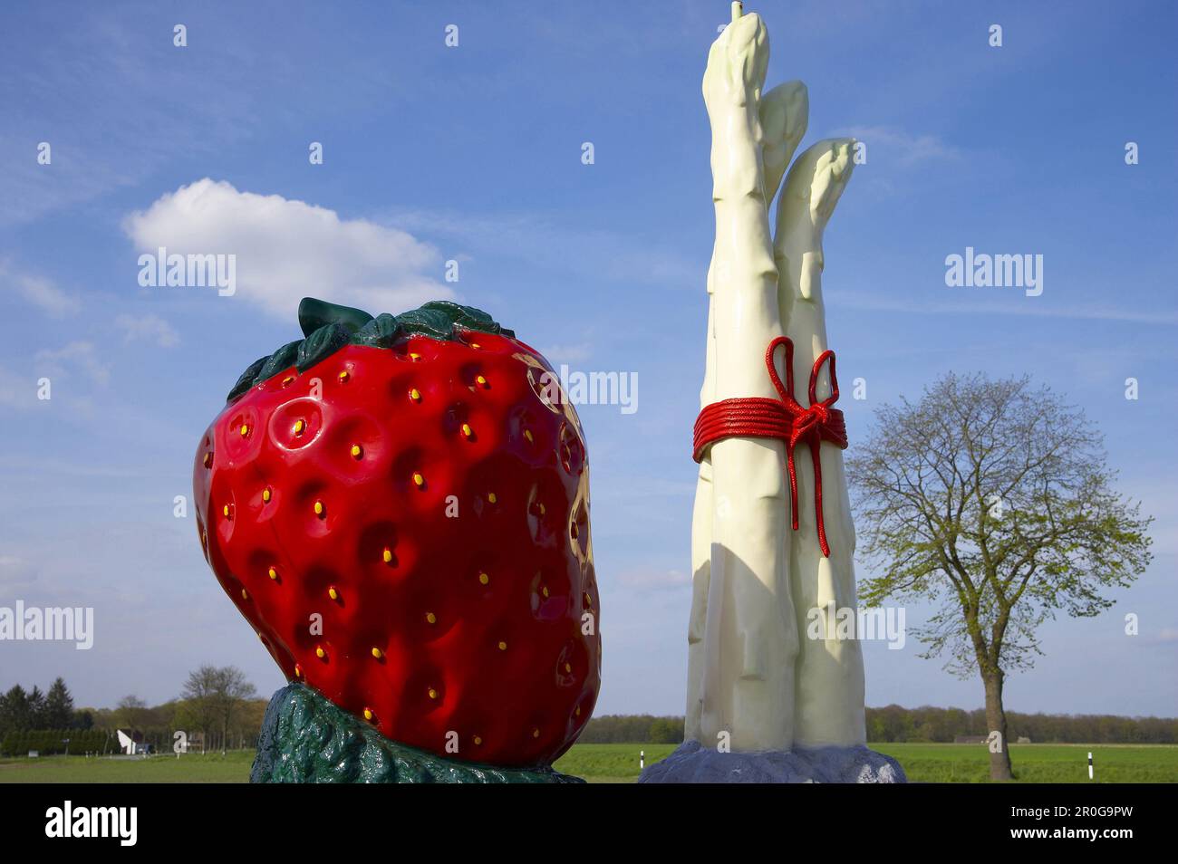 Asparagus and strawberry, Geldern, North Rhine-Westphalia, Germany Stock Photo