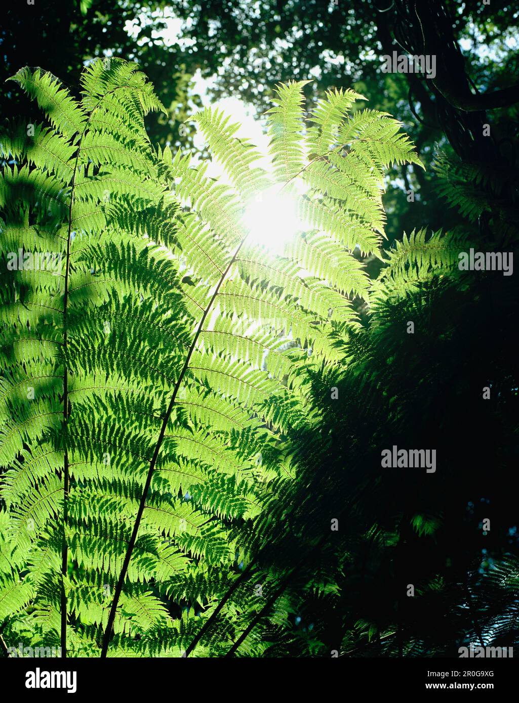 Fern leaves back lit hi-res stock photography and images - Alamy