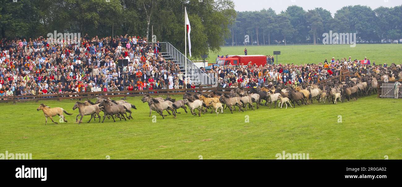 Catching wild horses, Duelmen, Muensterland, North Rhine-Westphalia, Germany Stock Photo