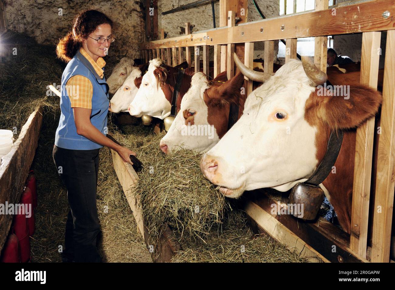 Woman feeding cattle with hay, Upper Bavaria, Bavaria, Germany Stock Photo