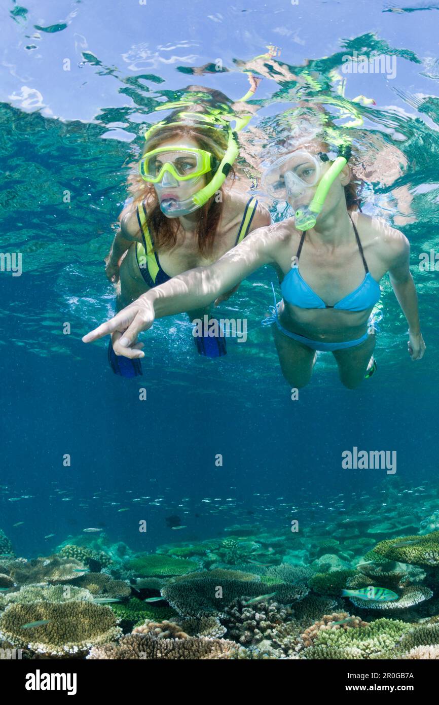 Skin Diving at Maldives, Maldives, Ellaidhoo House Reef, North Ari