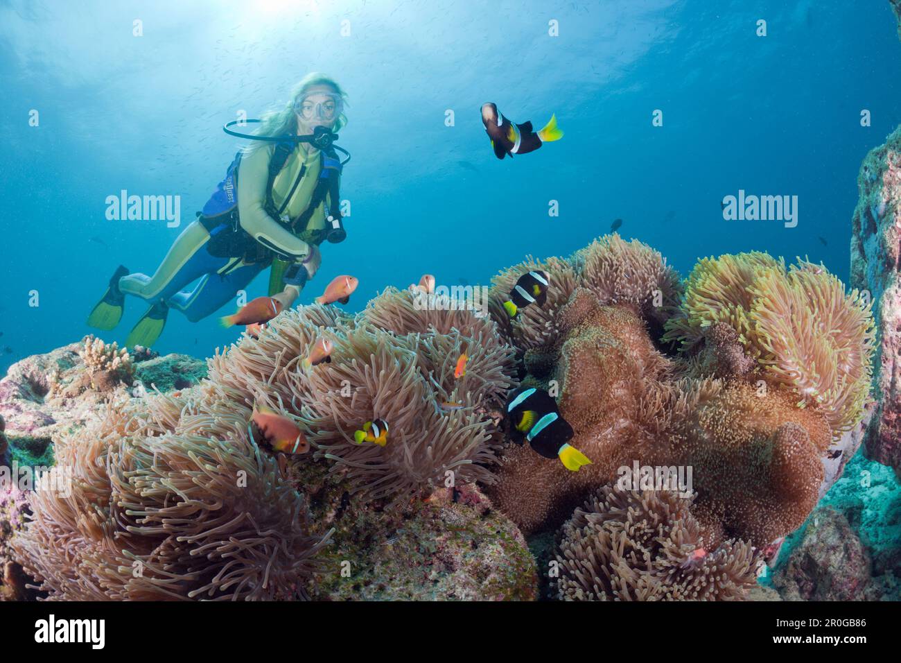 Diver with Magnificent Anemone with Maldive Anemonefish and Clarks Anemonefish, Heteractis magnifica, Amphiprion nigripes, Amphiprion clarkii, Maldive Stock Photo