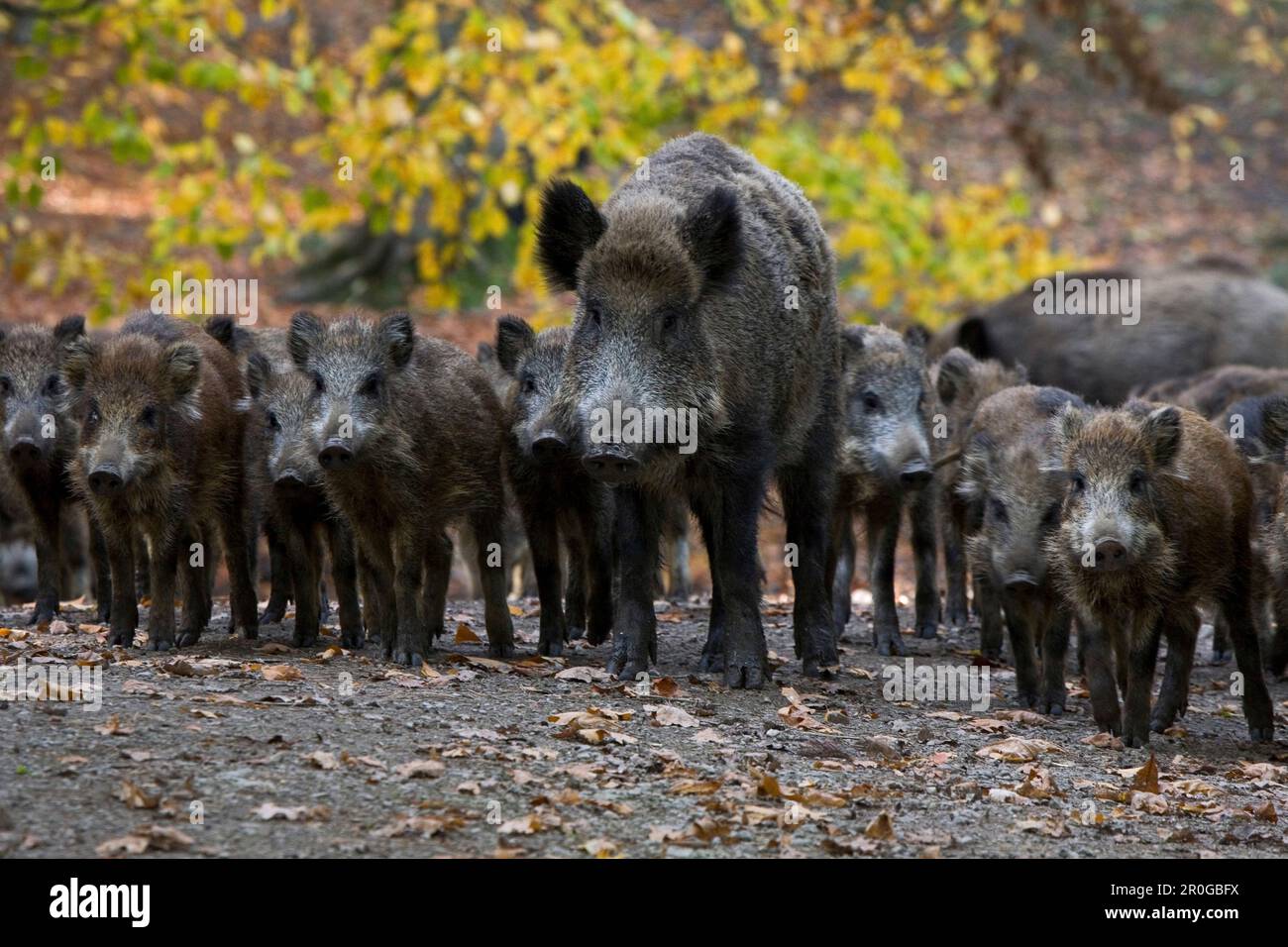 Boars, Saupark Springe, Lower Saxony, Germany Stock Photo
