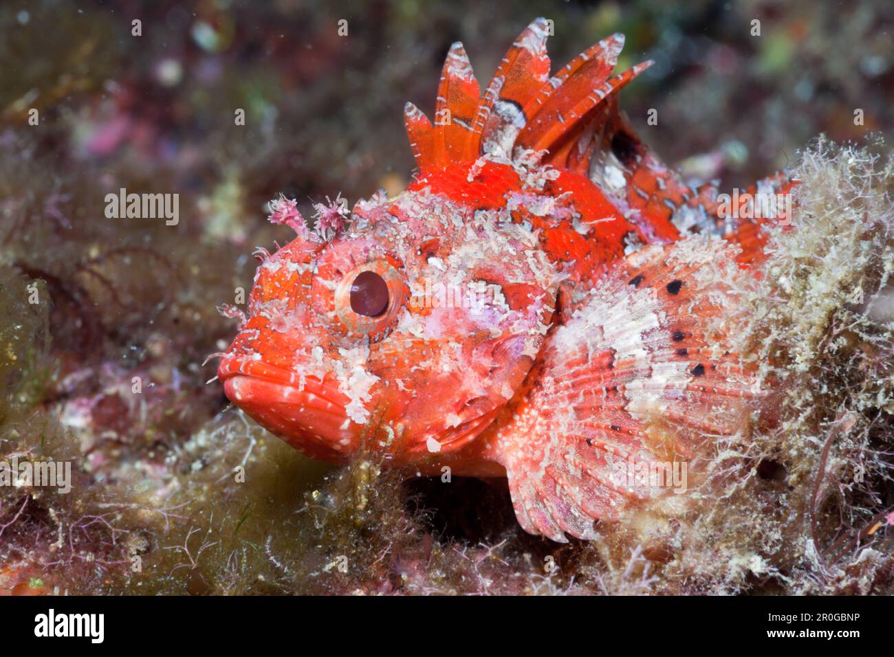 Lesser Red Scorpianfish, Scorpaena notata, Tamariu, Costa Brava, Mediterranean Sea, Spain Stock Photo