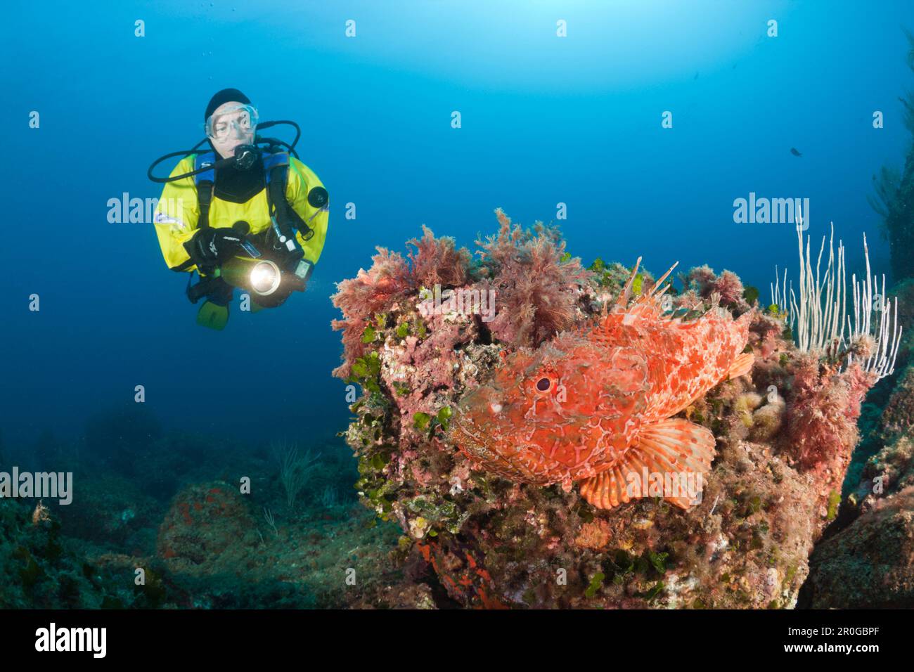 Great Rockfish and Scuba Diver, Scorpaena scrofa, Les Ferranelles, Medes Islands, Costa Brava, Mediterranean Sea, Spain Stock Photo