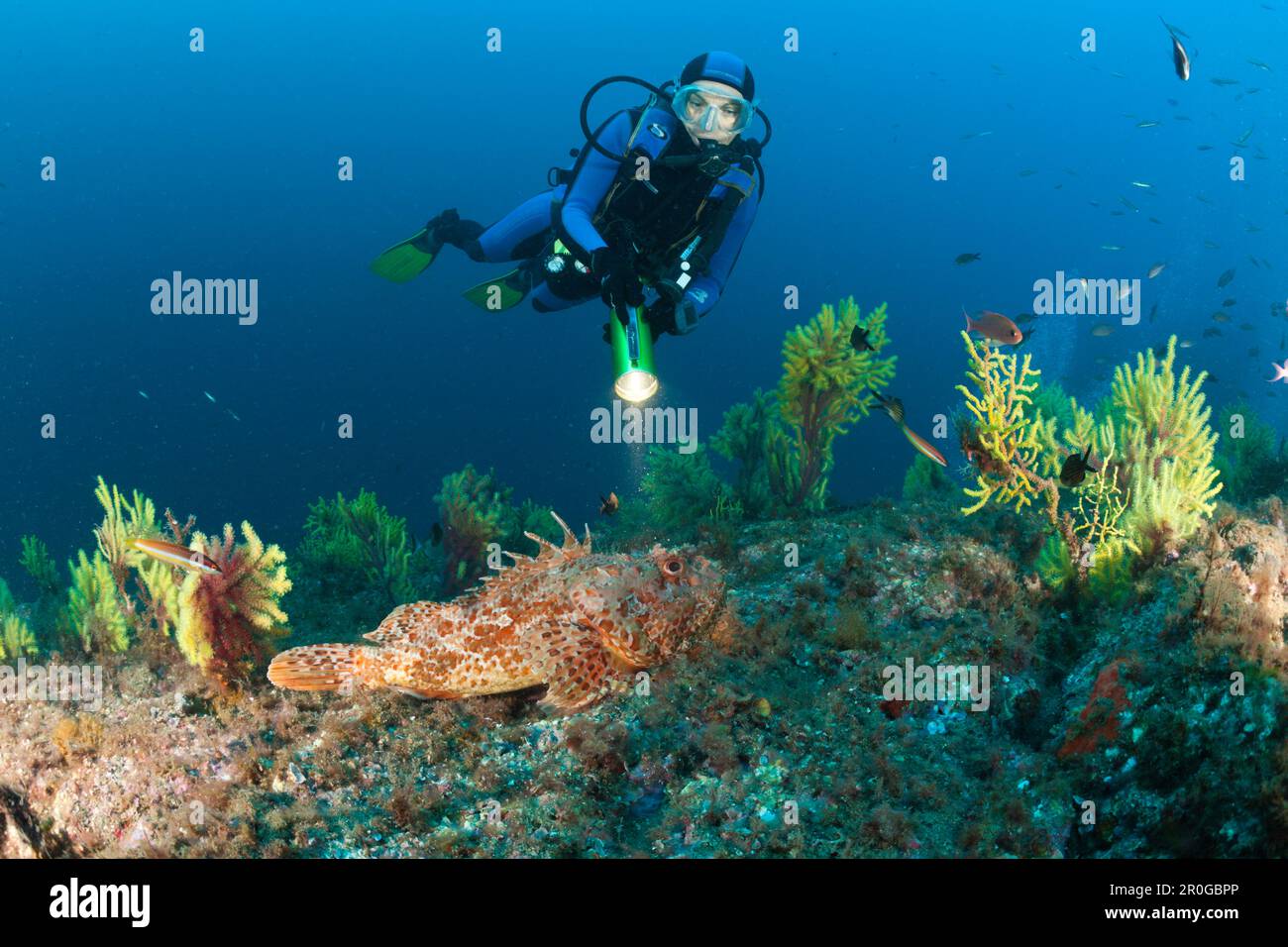 Diver and Great Rockfish, Scorpaena scrofa, Tamariu, Costa Brava, Mediterranean Sea, Spain Stock Photo