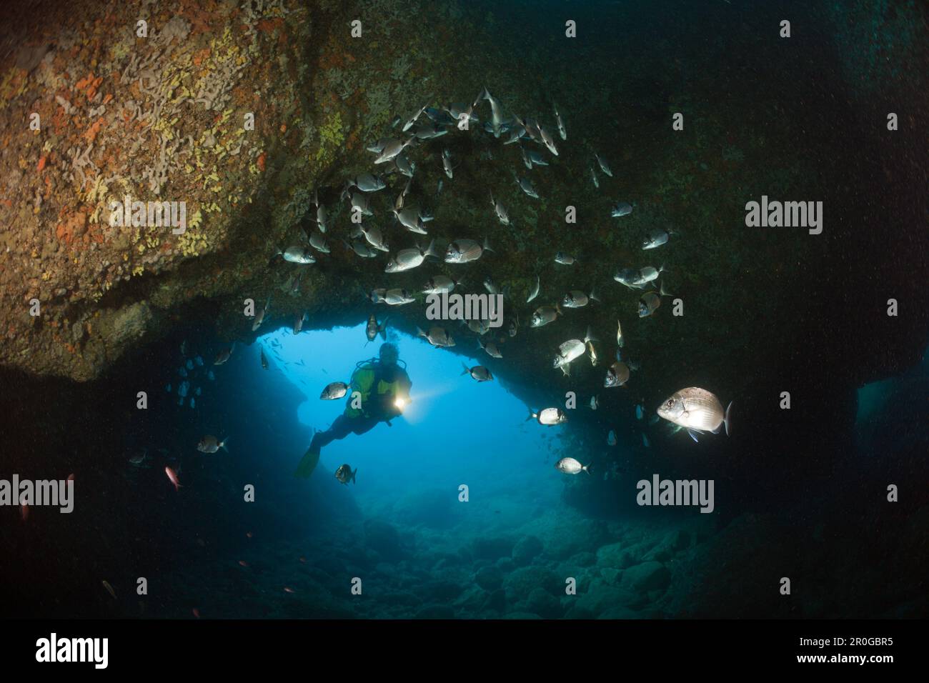 Scuba Diver and Breams in Cave, Diplodus vulgaris, Dofi North, Medes Islands, Costa Brava, Mediterranean Sea, Spain Stock Photo