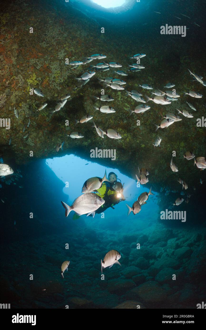 Scuba Diver and Breams in Cave, Diplodus vulgaris, Dofi North, Medes Islands, Costa Brava, Mediterranean Sea, Spain Stock Photo