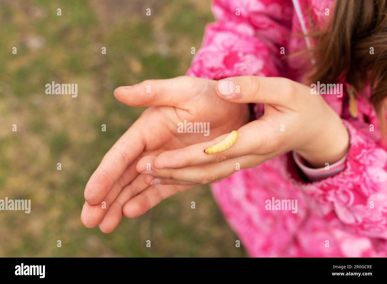 The girl's hands fearlessly hold a bee larva insect for fishing. Outdoor recreation with children, active leisure. Spending time with children in natu Stock Photo