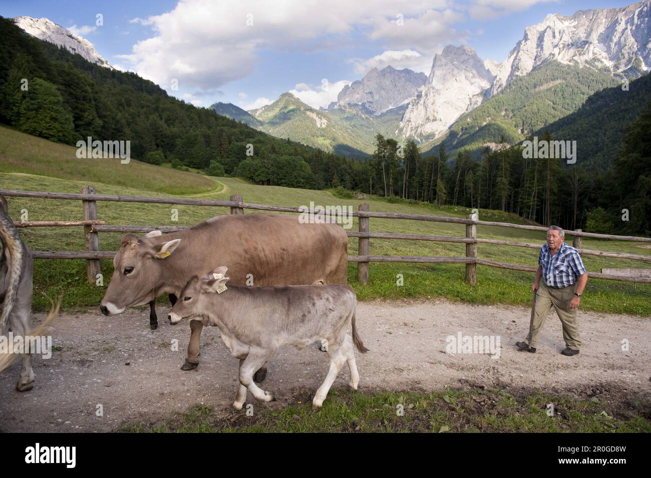 Tyrol farmer couple cows Safety Advice for Hikers in Alpine Regions