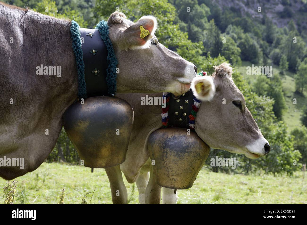 Milk cows with cow bells, Hinterstein Valley, Bad Hindelang, Allgau,  Swabia, Bavaria, Germany Stock Photo - Alamy