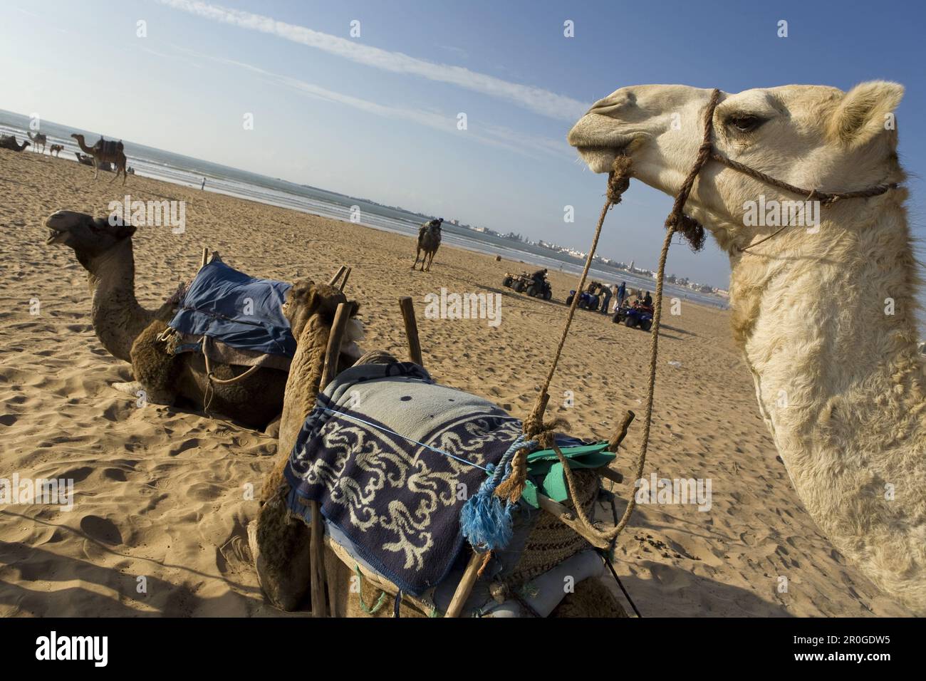 Kamelen ruhen sich aus am Strand, Atlantischer Ozean, Essouira, Morokko, Africa Stock Photo