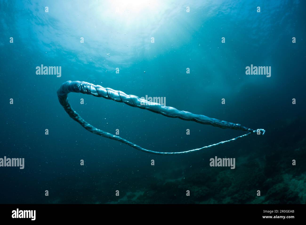 Bubble Ring made by Scuba Diver underwater, Raja Ampat, West Papua
