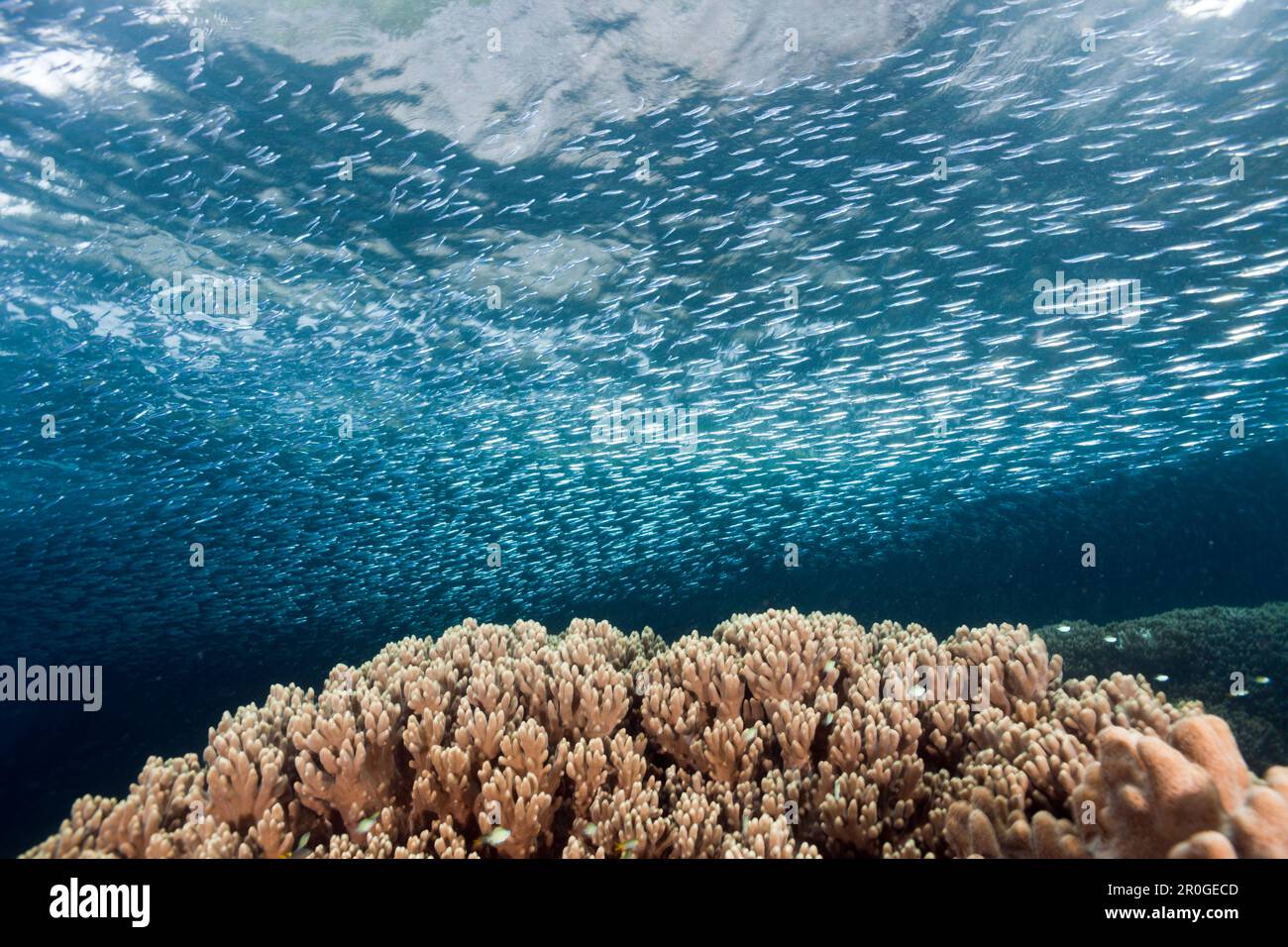 Shoal of Silversides over Coral Reef, Atherinidae, Raja Ampat, West Papua, Indonesia Stock Photo