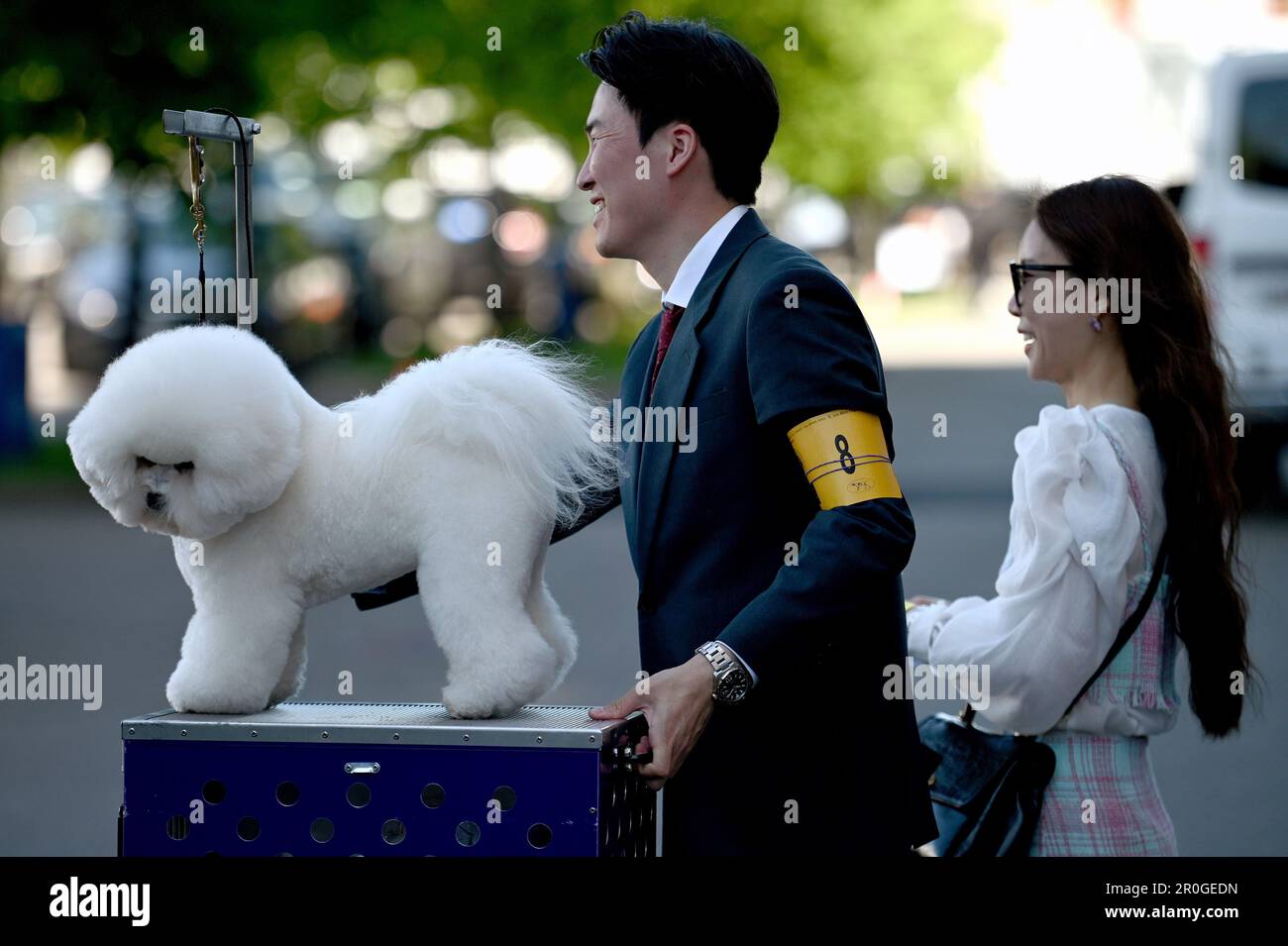 New York, USA. 08th May, 2023. A Bichon Frise named 'Mond' is carted back  to his grooming station on day one of group judging at the 147th  Westminster Kennel Club Dog Show