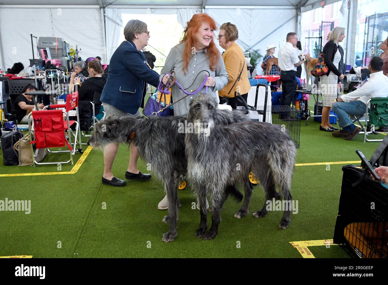 New York, USA. 08th May, 2023. Two Scotting Deerhounds return to their grooming station on day one of group judging at the 147th Westminster Kennel Club Dog Show at the USTA Billie Jean King National Tennis Center in Flushing Meadows-Corona Park, Queens, New York, Monday May 8, 2023. (Photo by Anthony Behar/Sipa USA) Credit: Sipa USA/Alamy Live News Stock Photo