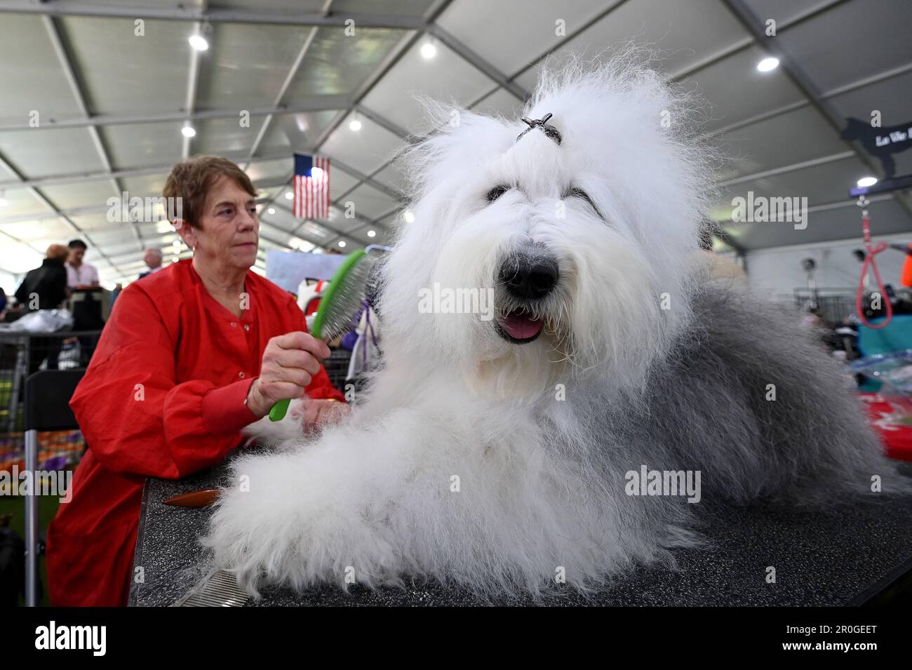 New York, USA. 08th May, 2023. An Old English Sheepdog named ‘Biscotti Rose' sits on a grooming table on day one of group judging at the 147th Westminster Kennel Club Dog Show at the USTA Billie Jean King National Tennis Center in Flushing Meadows-Corona Park, Queens, New York, Monday May 8, 2023. (Photo by Anthony Behar/Sipa USA) Credit: Sipa USA/Alamy Live News Stock Photo