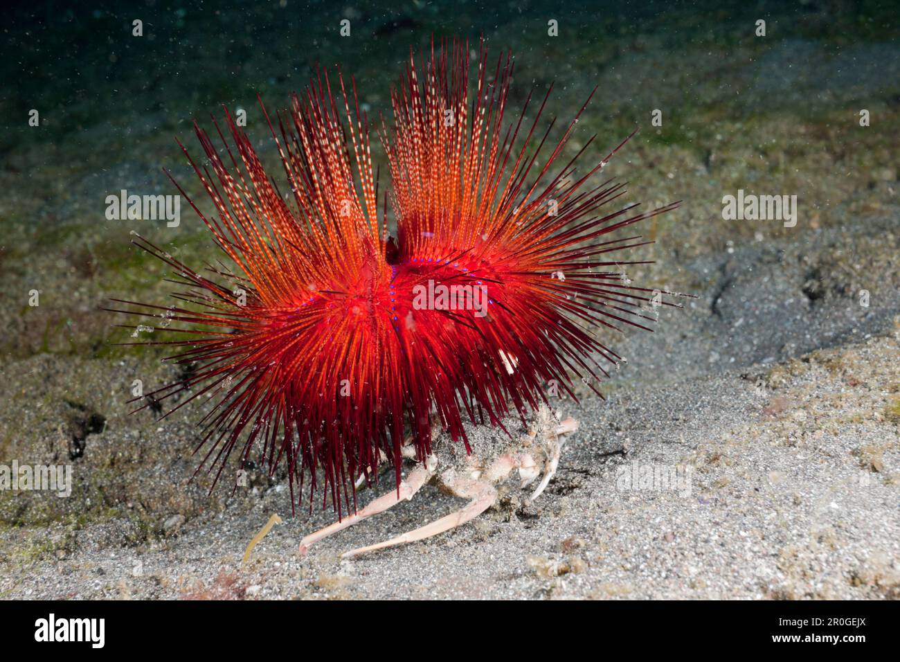 Carry Crab holding False Fire Sea Urchin, Dorripe frascone, Astropyga radiata, Lembeh Strait, North Sulawesi, Indonesia Stock Photo