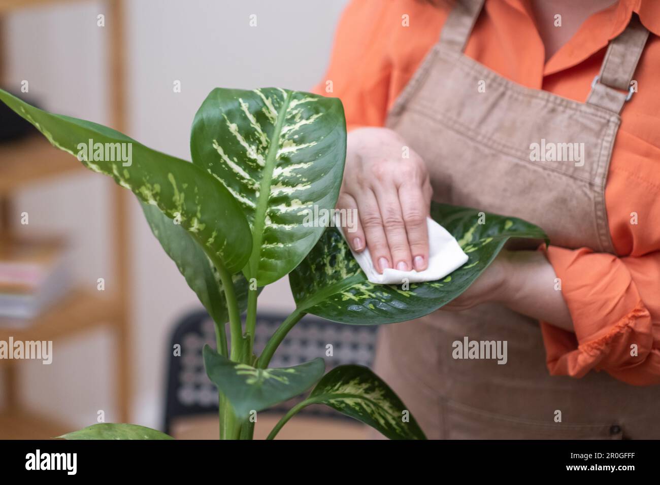 home plant care concept, close up hand wiping dieffenbachia leaves from ...