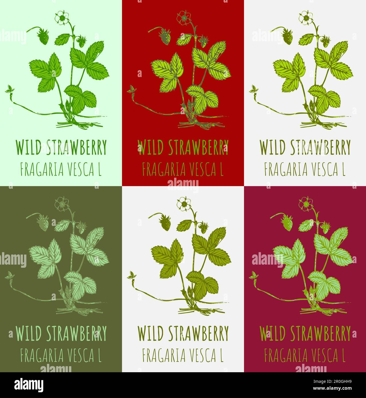 Set of vector drawing of WILD STRAWBERRY in various colors. Hand drawn illustration. Latin name FRAGARIA VESCA L. Stock Photo