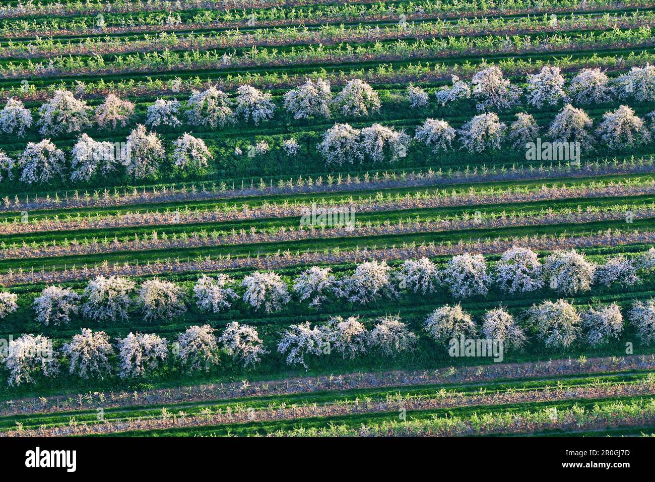 Aerial view blooming trees hi-res stock photography and images - Alamy