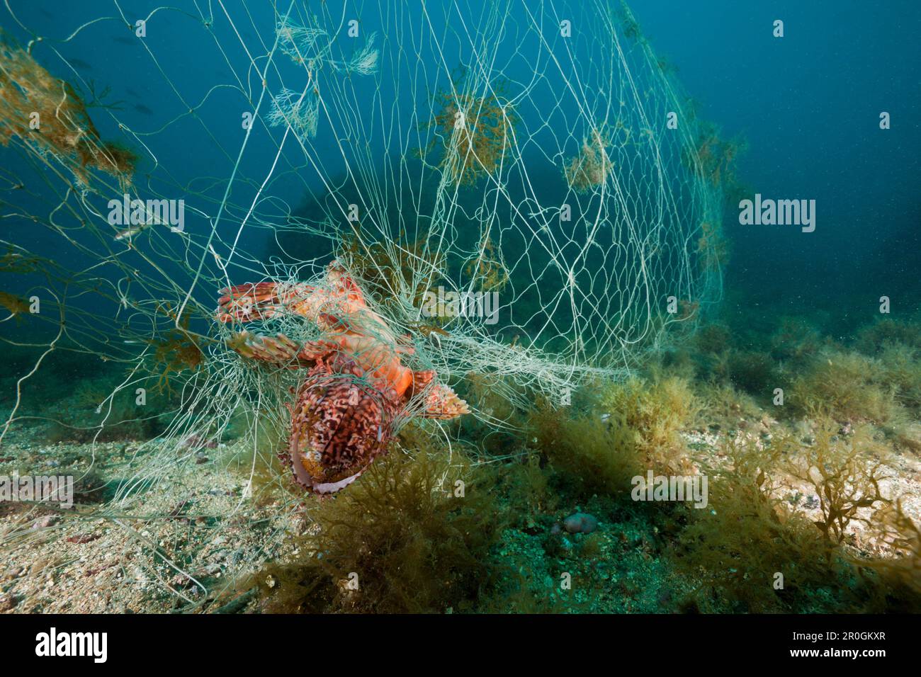 Rockfish trapped in lost Fishing Net, Scorpaena scrofa, Cap de Creus, Costa Brava, Spain Stock Photo