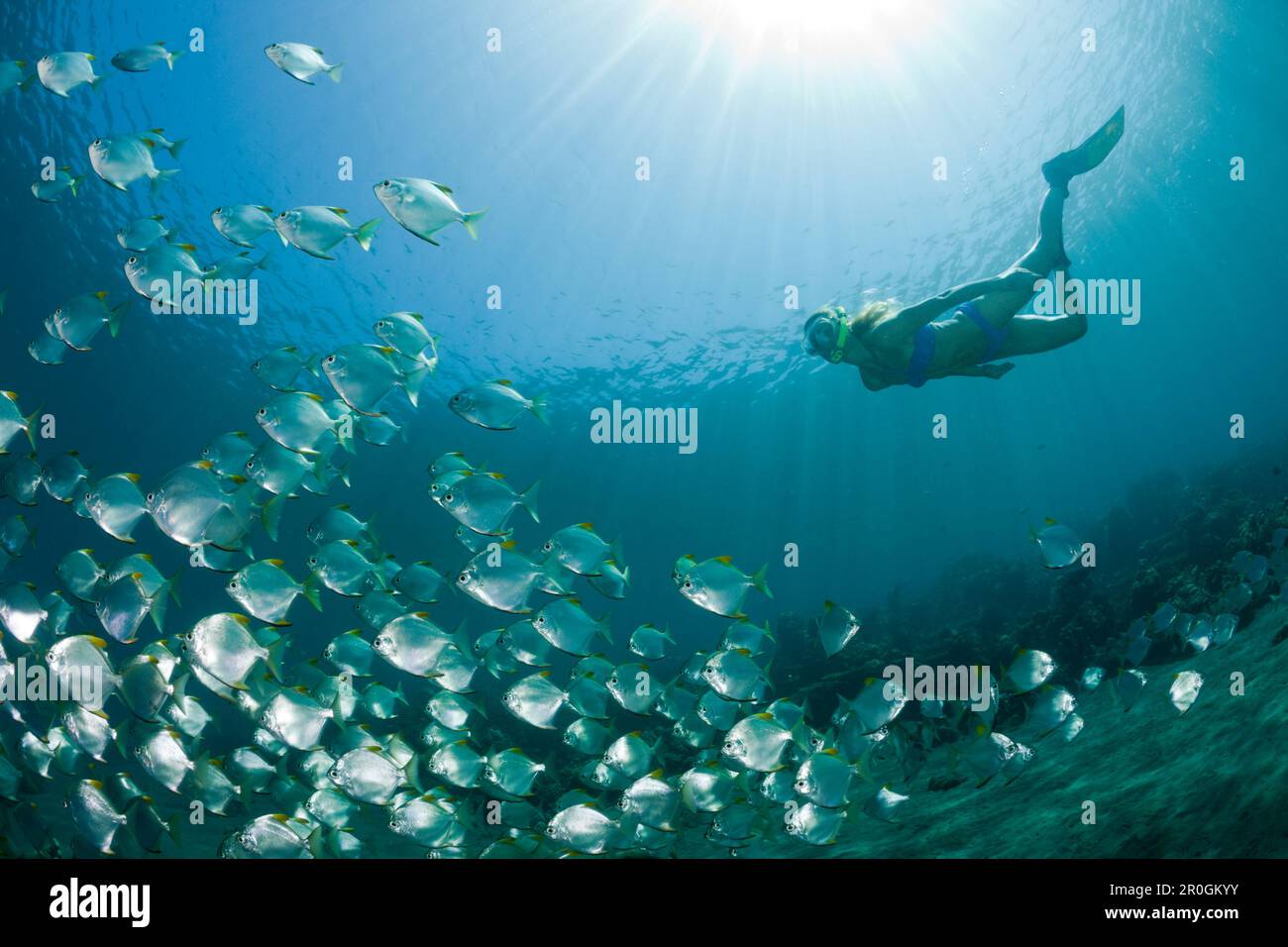 Schooling Monos and Free diver, Monodactylus argenteus, Amed, Bali, Indonesia Stock Photo