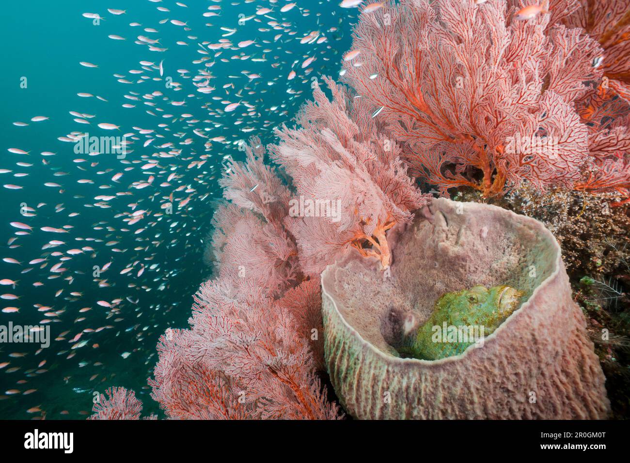 Scorpianfish inside Barrel Sponge, Scorpaenopsis oxycephalus, Xestospongia testudinaria, Amed, Bali, Indonesia Stock Photo