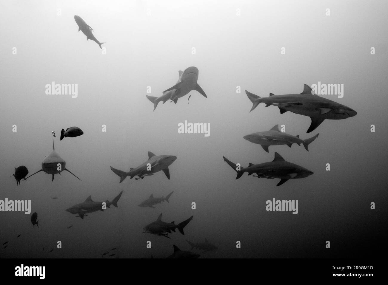 Bull Shark, Carcharhinus leucas, Beqa Lagoon, Viti Levu, Fiji Stock