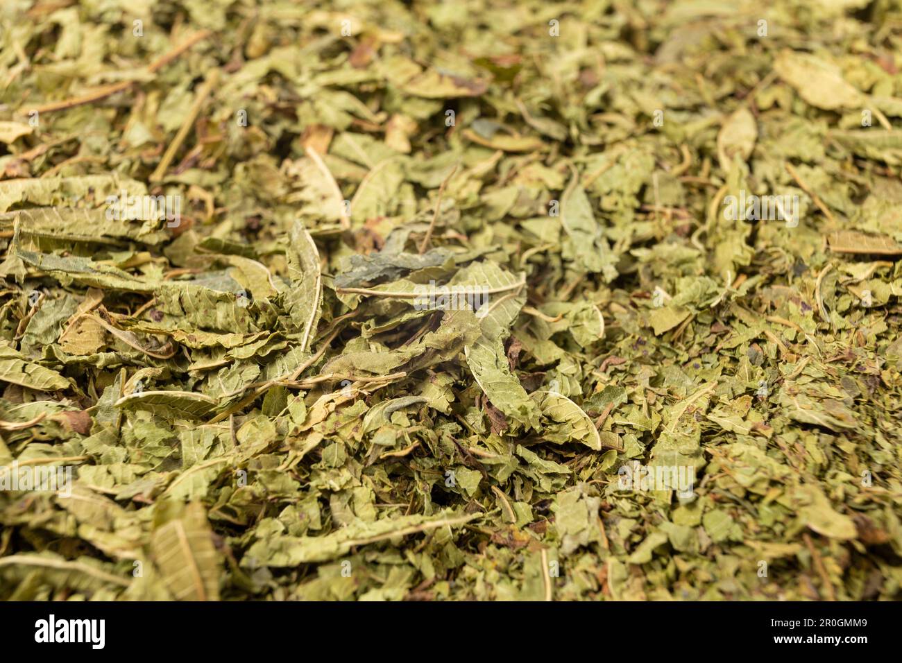 Dried leaves o Lemon verbena in latin Aloysia citrodora background