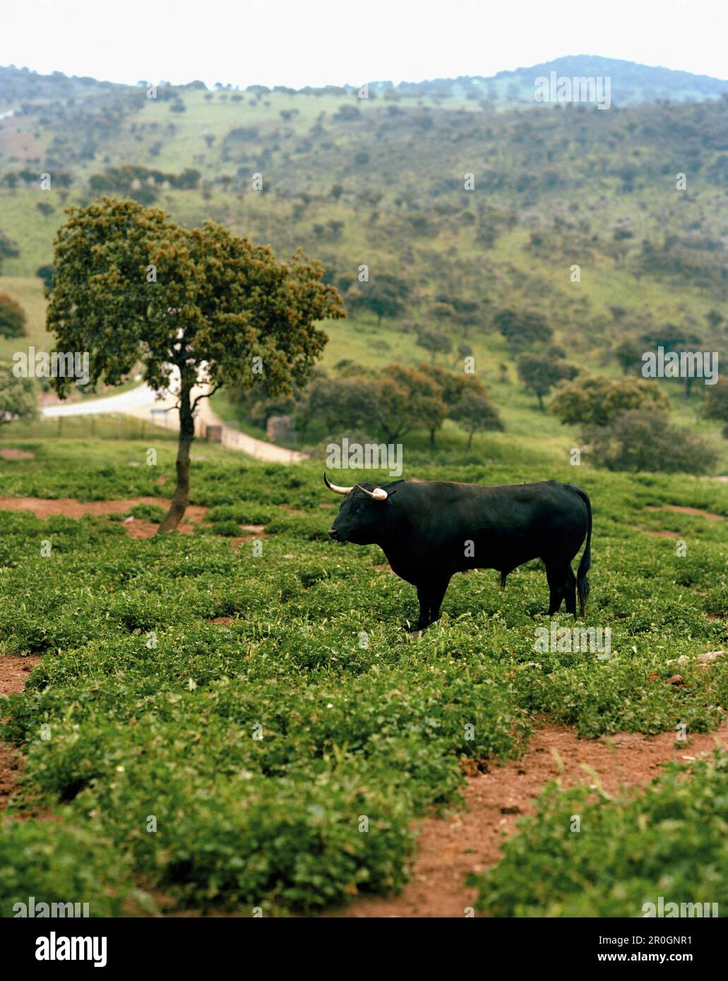 Black bull fighting andalusia spain hi-res stock photography and images ...