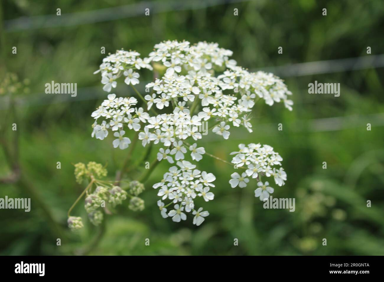 Wild flower in Dutch nature Stock Photo - Alamy