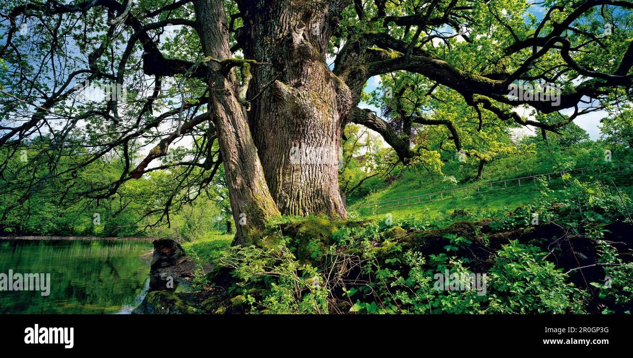 Old oak tree on Woerth island, Lake Staffelsee, Upper Bavaria, Germany, Europe Stock Photo