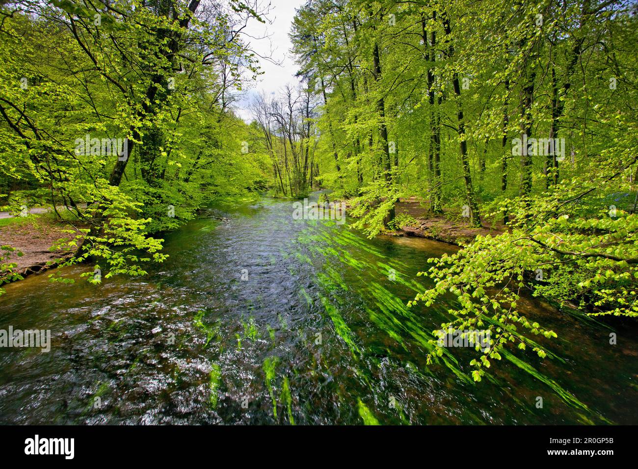 Beech trees on the banks of river Wuerm, Muehltal, Province of Starnberg, Upper Bavaria, Germany, Europe Stock Photo